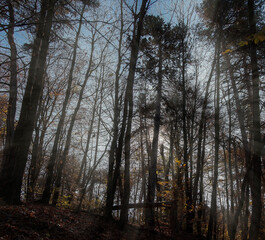 beautiful autumn view of trees in the old town