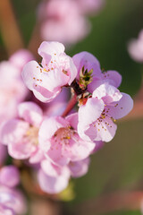 detail of blossom peach tree