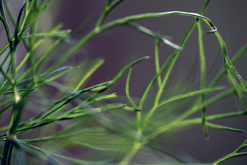 dill, spice closeup, sweden, stockholm,nacka,sverige
