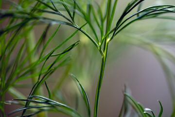 Naklejka premium green dill background, sweden, stockholm,nacka,sverige