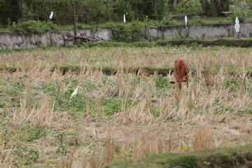 cows in the field