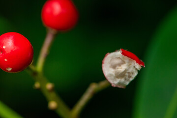 Half-eaten read berry