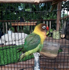 parrot in the cage