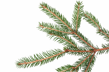 Fragment of a spruce branch on a white background. Suitable for collage, banner making and any New Year and Christmas design