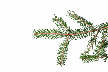 Fragment of a spruce branch on a white background. Suitable for collage, banner making and any New...