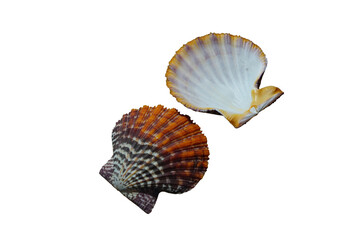 scallop shells isolated on white background. Scallops are marine bivalve mollusks of the family Pectinidae