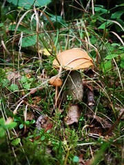 mushroom in the forest