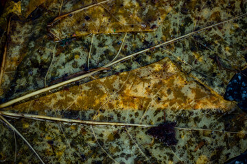 autumn leaves on the ground, sweden, stockholm,nacka,sverige