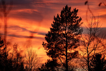 sunset in the forest, sweden, stockholm,nacka,sverige