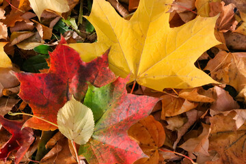 Bright colorful autumn leaves lying on the ground