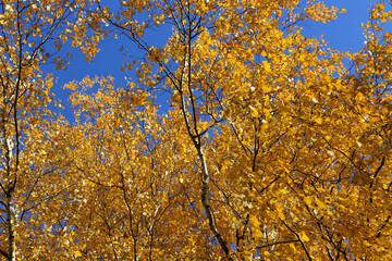 Fototapeta premium Bright yellow foliage of autumn birch tree against the blue sky
