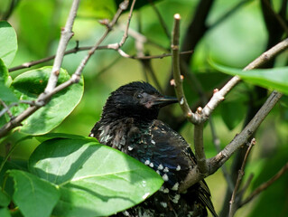 a beautiful Starling sits in the foliage of a tree