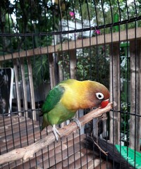 yellow and green parrot