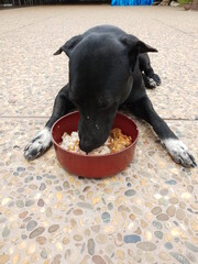 Dog eating food in a cup