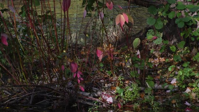 Autumnal Impressions from Western Ditch in Citadel Park in Berlin Spandau of November 5, 2020, Germany