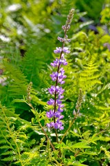 close up of a lavender