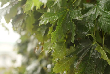 wet maple leaves