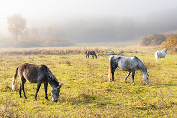 Obraz premium Herd of horses in northern Hungary