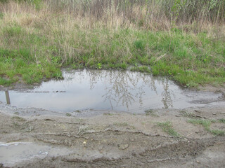 muddy puddle in green grass