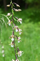 Fototapeta premium Sumpf-Stendelwurz (Epipactis palustris) mit zarten weißen Blütenlippen am Wiesenrand