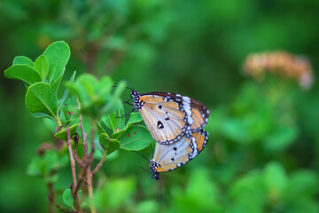 Monarch butterfly mating in the wild
