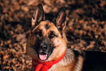 Portrait of a black and red German shepherd in a red knitted scarf. Charming thoroughbred friendly dog. Beautiful picture of the dog for the calendar. Shepherd dog on a background of Golden leaves.