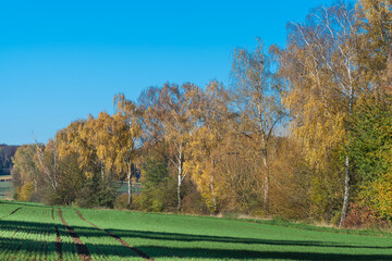 Birken bei Schwabbach im Herbst