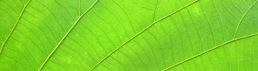 Fototapeta na wymiar Close-up leaf texture for background work.