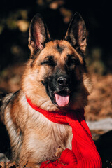 Portrait of a black and red German shepherd in a red knitted scarf. Charming thoroughbred friendly dog. Beautiful picture of the dog for the calendar. Shepherd dog on a background of Golden leaves.