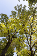 colorful deciduous trees in the forest autumn