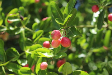  Karonda Fruit on Tree, Organic Garden, Tree Karonda Fruit Karonda seeds ripe pink or red colorful, , tropical citrus karanda or koromcha fruit in asia,