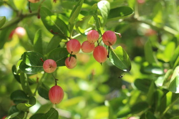  Karonda Fruit on Tree, Organic Garden, Tree Karonda Fruit Karonda seeds ripe pink or red colorful, , tropical citrus karanda or koromcha fruit in asia,