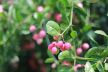  Karonda Fruit on Tree, Organic Garden, Tree Karonda Fruit Karonda seeds ripe pink or red colorful, , tropical citrus karanda or koromcha fruit in asia,