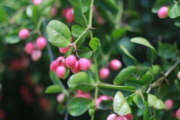  Karonda Fruit on Tree, Organic Garden, Tree Karonda Fruit Karonda seeds ripe pink or red colorful, , tropical citrus karanda or koromcha fruit in asia,