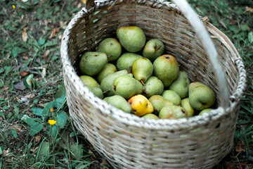 Pears in a wooden wicker basket in garden. Fresh and juicy pears harvest in garden. Top view.