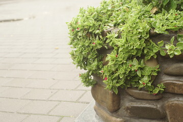 flowers in a concrete pot outside