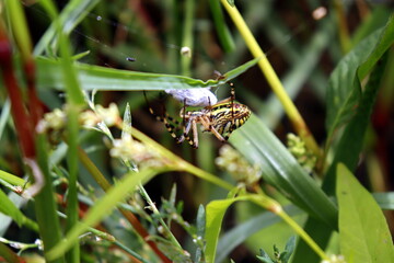 spider