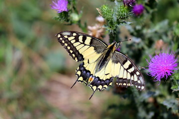 butterfly on flower