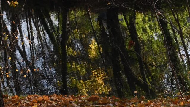 Autumnal Impressions from Western Ditch in Citadel Park in Berlin Spandau of November 5, 2020, Germany