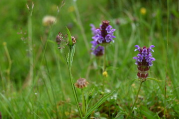 Wandern in der Kaiserklamm in den Tiroler Alpen