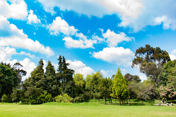 Fototapeta premium Picture of a beautifull landscape with a blue sky, white clouds and different kind of trees in a grass field. Photo taken in a windy day at midday. 