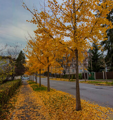 Fototapeta na wymiar beautiful autumn view of trees in the old town