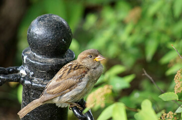 young sparrow sits on an iron chain