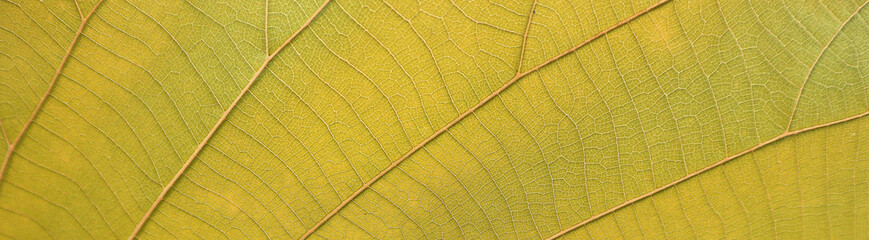 Yellow leaf texture abstract natural background