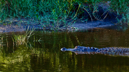 Swimming Alligator at Circle-B-Bar Reserve near Lakeland, Florida