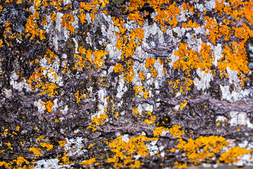 Tree bark with orange lichen. Abstract natural background.