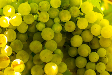 Ripe grapes