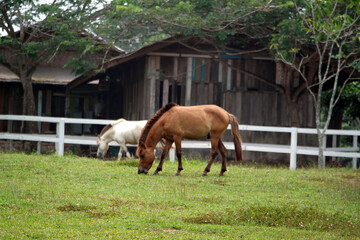 Naklejka premium Horse in the farm