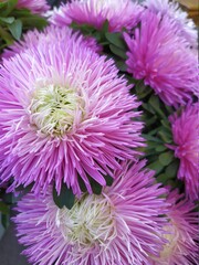 background with asters bouquet composition in pink colors