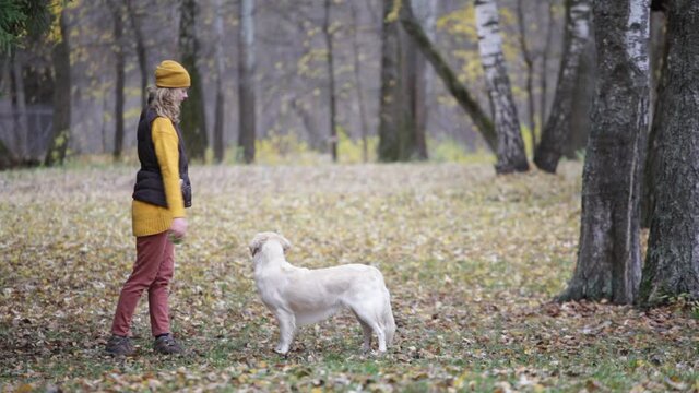 golden retriever playing ball with the owner in the autumn park